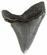 Juvenile Megalodon Tooth - South Carolina #54136-1